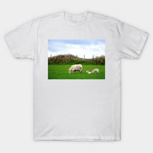 Sheep on Aughris Coastal Walk, Co. Sligo, Ireland T-Shirt